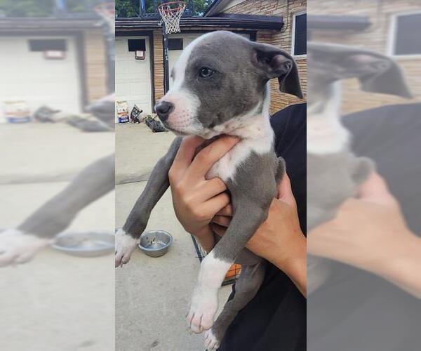 Medium Photo #1 American Staffordshire Terrier-Unknown Mix Puppy For Sale in San Antonio, TX, USA