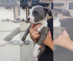 American Staffordshire Terrier-Unknown Mix Dogs for adoption in San Antonio, TX, USA