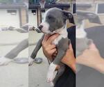 Small American Staffordshire Terrier Mix