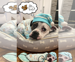 Small #6 Boxer Mix