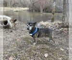 Small #2 Chihuahua Mix