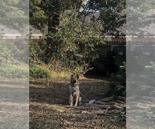 Medium Photo #1 German Shepherd Dog Puppy For Sale in STATESBORO, GA, USA