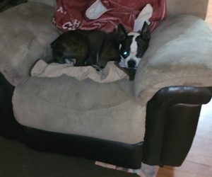 Father of the Boston Terrier puppies born on 05/28/2022