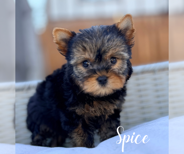 Medium Photo #11 Yorkshire Terrier Puppy For Sale in ADDISON, IL, USA