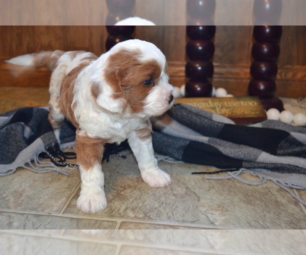 Medium Photo #16 Cavapoo (Miniature) Puppy For Sale in GREENWOOD, WI, USA