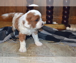 Small Photo #16 Cavapoo (Miniature) Puppy For Sale in GREENWOOD, WI, USA