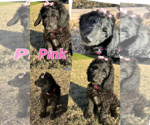Medium Photo #1 Goldendoodle Puppy For Sale in BURLESON, TX, USA