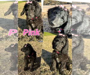 Goldendoodle Puppy for Sale in BURLESON, Texas USA