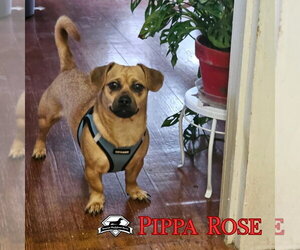Pippa Rose - Female Dachshund-Unknown Mix Dog for Adoption - Photo #5