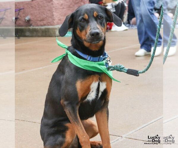 Medium Photo #5 Labrador Retriever-Unknown Mix Puppy For Sale in Washington, DC, USA