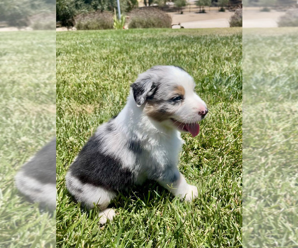Medium Photo #6 Australian Shepherd Puppy For Sale in PASO ROBLES, CA, USA