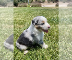 Small #2 Australian Shepherd