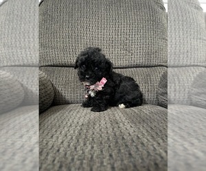 Poodle (Toy) Puppy for sale in JEFFERSONVILLE, IN, USA