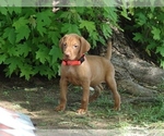 Small #3 Vizsla