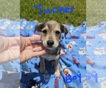 Small Photo #3 Chizer Puppy For Sale in MONTEZUMA, GA, USA