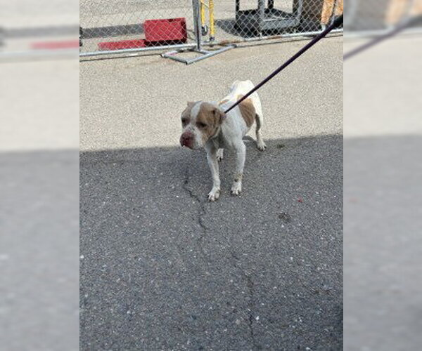 Medium Photo #1 Mutt Puppy For Sale in Stockton, CA, USA