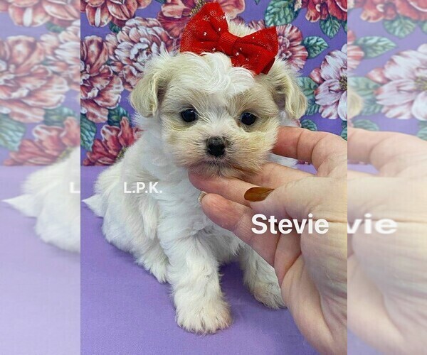 Medium Photo #1 Mal-Shi Puppy For Sale in WINNSBORO, LA, USA