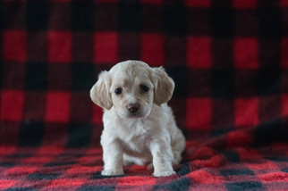 Cock-A-Chon Puppy for sale in CUYAHOGA FALLS, OH, USA