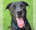 Small #2 Labrador Retriever Mix