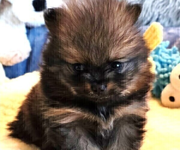 Medium Photo #7 Pomeranian Puppy For Sale in MENIFEE, CA, USA
