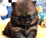 Small Photo #13 Pomeranian Puppy For Sale in MENIFEE, CA, USA