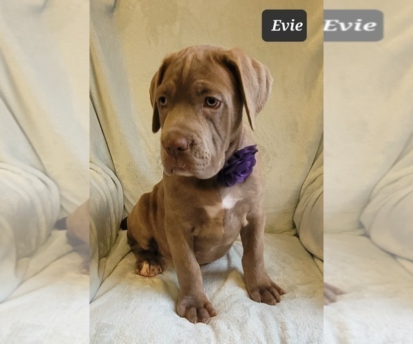 Medium Photo #4 Cane Corso Puppy For Sale in MINERAL WELLS, WV, USA