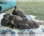 Small Photo #3 American Pit Bull Terrier Puppy For Sale in EL PASO, TX, USA
