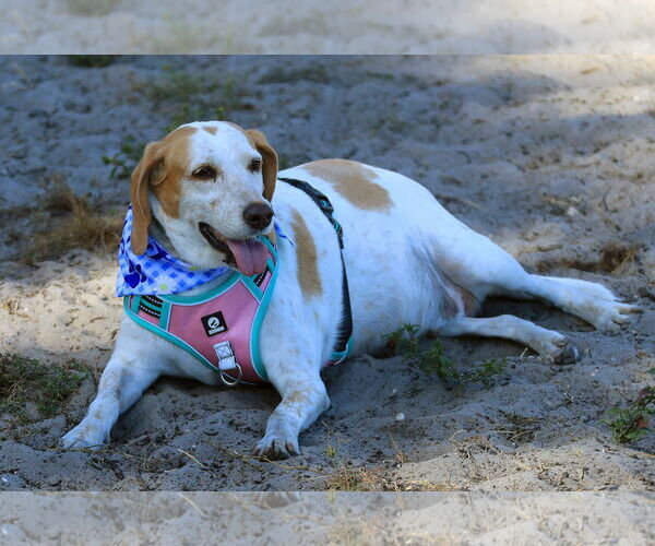 Medium Photo #3 Treeing Walker Coonhound Puppy For Sale in Tampa, FL, USA