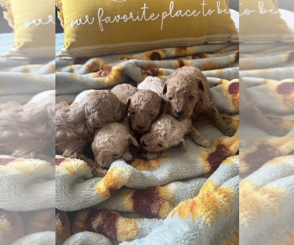 Medium Photo #5 Poodle (Toy) Puppy For Sale in LIVE OAK, FL, USA