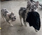 Small #9 French Bulldog