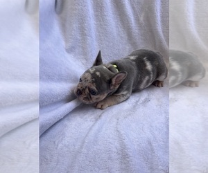 Medium French Bulldog