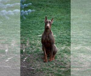 Father of the Doberman Pinscher puppies born on 06/05/2023