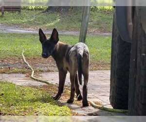 Mutt Dogs for adoption in Imlay City, MI, USA