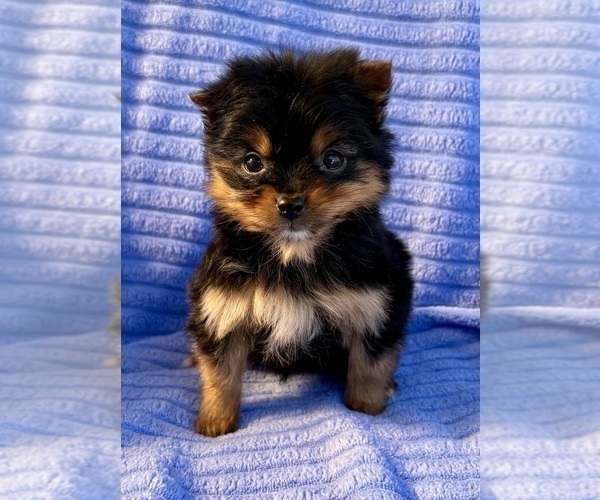 Medium Photo #6 Yorkshire Terrier Puppy For Sale in FAIR HAVEN, MI, USA