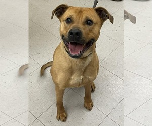 Mutt Dogs for adoption in Low Moor, VA, USA