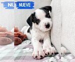Small Photo #1 Border Collie-Unknown Mix Puppy For Sale in Fenton, MO, USA