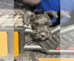 Puppy Tommy Schnauzer (Miniature)