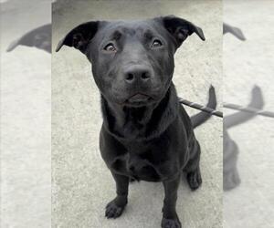 Labrador Retriever-Unknown Mix Dogs for adoption in Woodland, CA, USA