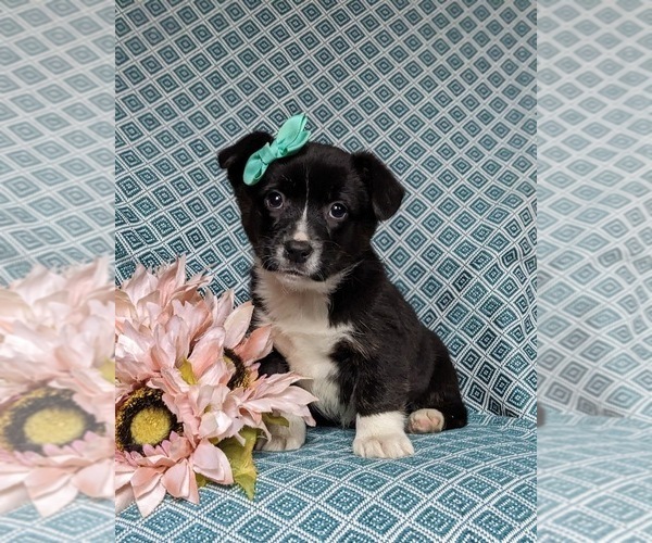 Medium Photo #1 Pembroke Welsh Corgi Puppy For Sale in ELKTON, MD, USA