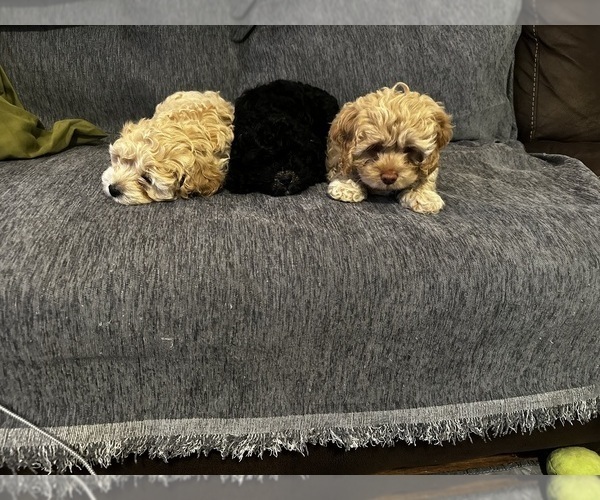 Medium Photo #1 Cockapoo (Miniature) Puppy For Sale in GREENTOWN, IN, USA