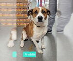Small #1 American Pit Bull Terrier-Collie Mix