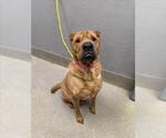 Small Chinese Shar-Pei Mix