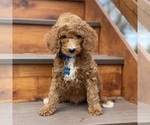 Puppy 5 Poodle (Standard)