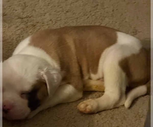 Medium Photo #7 American Bulldog Puppy For Sale in INDEPENDENCE, MO, USA