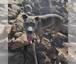 Small Photo #10 American Pit Bull Terrier Puppy For Sale in phoenix, AZ, USA