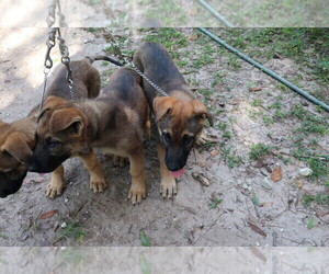 German Shepherd Dog Puppy for sale in LAKELAND, FL, USA