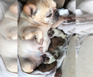 Mother of the French Bulldog puppies born on 05/31/2022