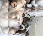 Small Photo #1 French Bulldog Puppy For Sale in GREENWOOD, MO, USA