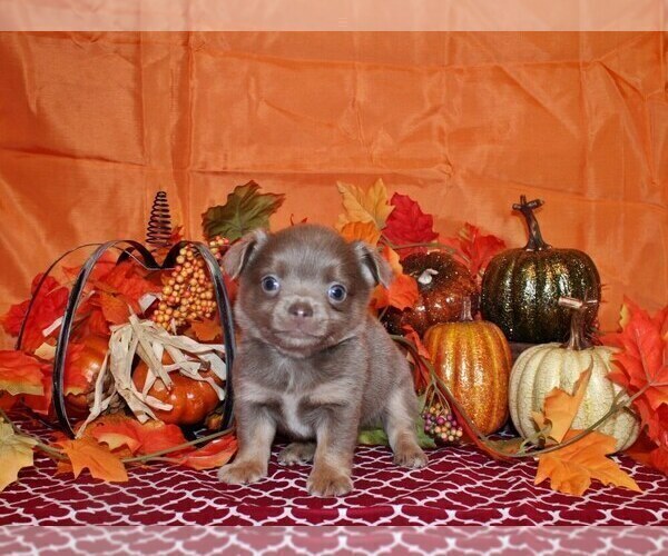 Medium Photo #4 Chihuahua Puppy For Sale in CHARLESTON, AR, USA