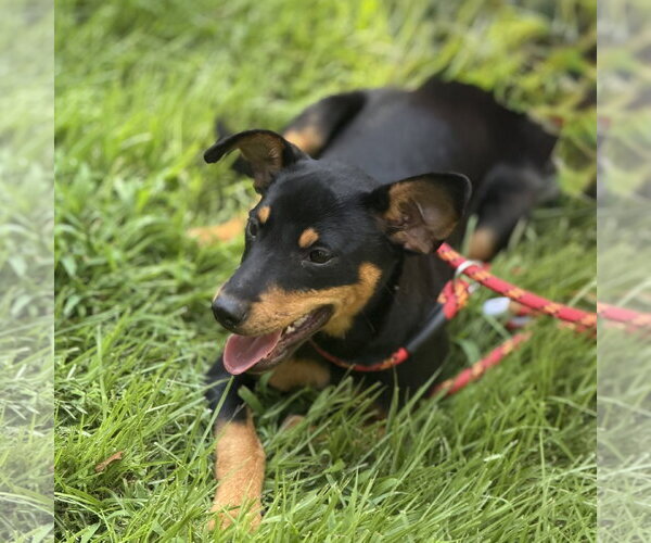 Medium Photo #2 Miniature Pinscher Puppy For Sale in Yardley, PA, USA